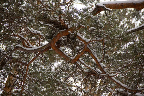 Erstaunliche Verflechtungen Von Zweigen Einem Kiefernwald Kiefernzweige Einem Muster Verflochten — Stockfoto