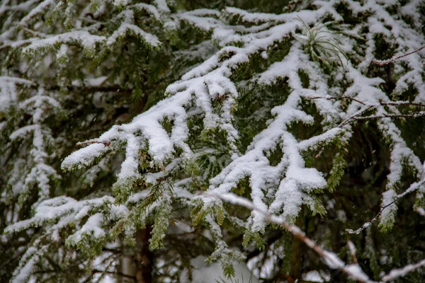 Die Pelzigen Pfoten Der Tannen Sind Mit Schnee Bedeckt Nadelzweige — Stockfoto
