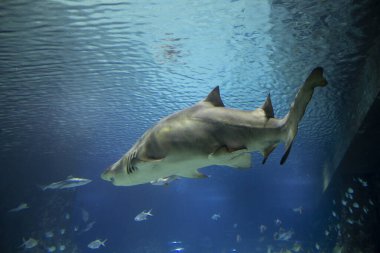 Büyük bir köpekbalığı akvaryumda yüzer. Derin denizin yaşamı insana açılır..