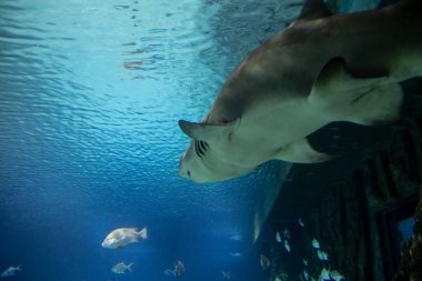 Büyük bir köpekbalığı akvaryumda yüzer. Derin denizin yaşamı insana açılır..