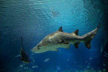 Büyük bir köpekbalığı akvaryumda yüzer. Derin denizin yaşamı insana açılır..