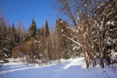 Khanty-Mansiysk 'teki karlı orman. Kuzey 'de ilkbaharın başlarında karlı bir orman