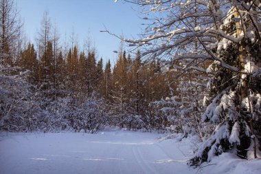 Khanty-Mansiysk 'teki karlı orman. Kuzey 'de ilkbaharın başlarında karlı bir orman
