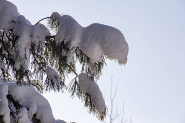 Khanty-Mansiysk 'teki karlı orman. Kuzey 'de ilkbaharın başlarında karlı bir orman