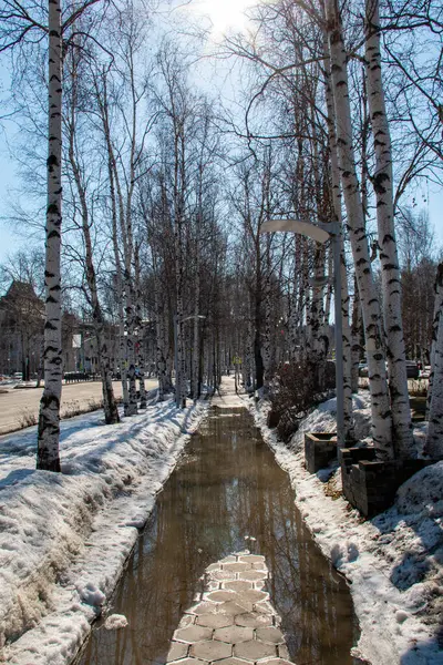 Wiosna Alejce Chanty Mansiysk Wiosenna Ulica Wśród Brzozy Duża Kałuża — Zdjęcie stockowe