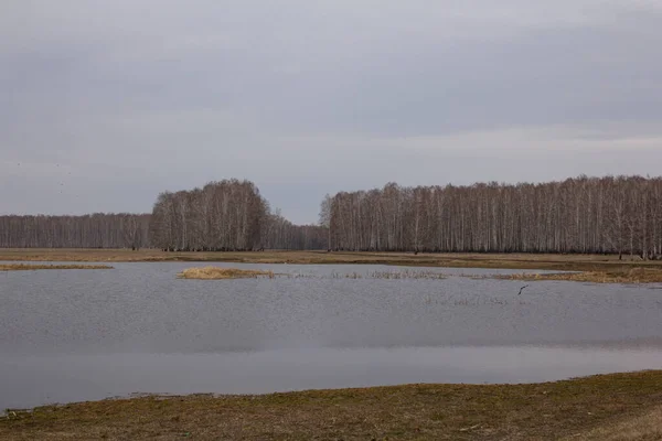 호수의 바닷가에 자작나무 있습니다 산맥에 소나무 가운데에 수지의 둑에서 자라는 — 스톡 사진