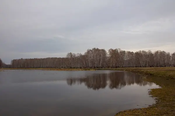 Ein Birkenhain Ufer Eines Waldsees Birken Wachsen Ufer Eines Stausees — Stockfoto