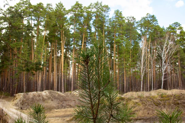 Waldlandschaft Ural Birken Kiefern Und Zedern Einem Wunderschönen Frühlingswald Straße — Stockfoto