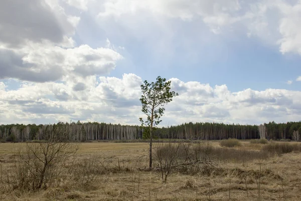 Waldlandschaft Ural Birken Kiefern Und Zedern Einem Wunderschönen Frühlingswald Straße — Stockfoto