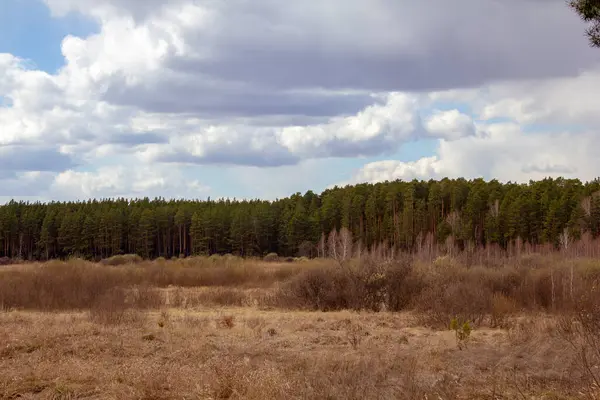 Waldlandschaft Ural Birken Kiefern Und Zedern Einem Wunderschönen Frühlingswald Straße — Stockfoto