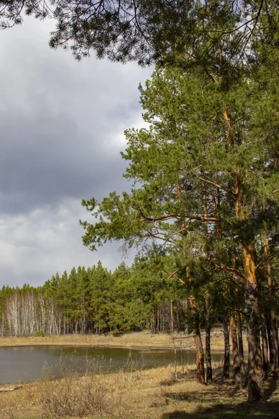 Waldlandschaft Ural Birken Kiefern Und Zedern Einem Wunderschönen Frühlingswald Straße — Stockfoto