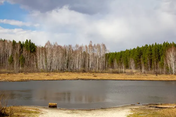 Ein Birkenhain Ufer Eines Waldsees Birken Wachsen Ufer Eines Stausees — Stockfoto
