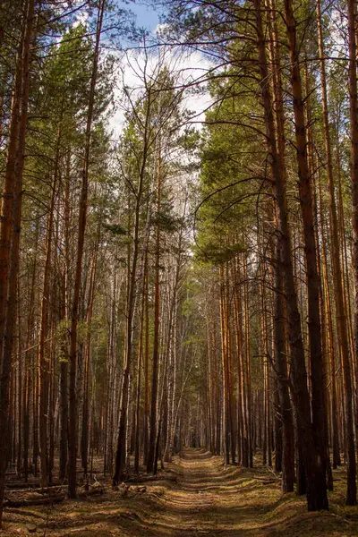 Der Weg Zwischen Den Birken Ein Feldweg Verläuft Zwischen Kiefern — Stockfoto