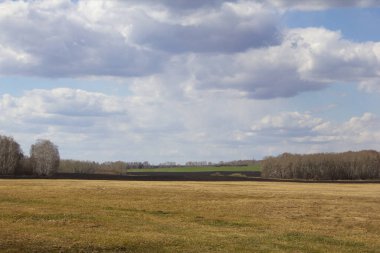 Ural bahar manzarası. Rusya Urallar 'da ilkbaharın başlarında tarlalar, huş ağaçları ve çam ağaçları.