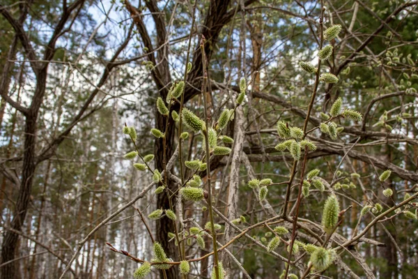 Doğanın Ilkbahar Uyanışı Tomurcuklar Ağaçların Dallarında Belirir — Stok fotoğraf