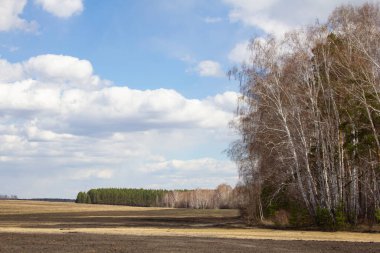 Ural bahar manzarası. Rusya Urallar 'da ilkbaharın başlarında tarlalar, huş ağaçları ve çam ağaçları.