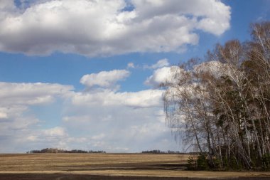 Ural bahar manzarası. Rusya Urallar 'da ilkbaharın başlarında tarlalar, huş ağaçları ve çam ağaçları.