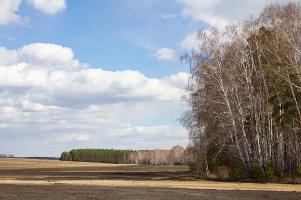Ural bahar manzarası. Rusya Urallar 'da ilkbaharın başlarında tarlalar, huş ağaçları ve çam ağaçları.