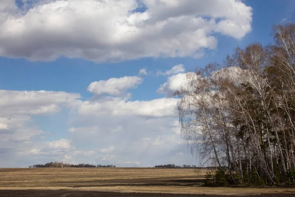 Ural bahar manzarası. Rusya Urallar 'da ilkbaharın başlarında tarlalar, huş ağaçları ve çam ağaçları.
