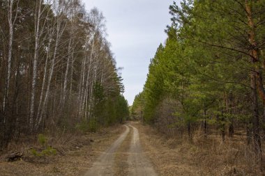Güzel bir ormanın içinden geçen yol. Çam ağaçlarının ve huş ağaçlarının arasından geçen toprak yol.