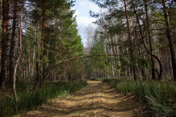 Droga Leśna Uralu Droga Tor Polana Biegnie Przez Las Młode — Zdjęcie stockowe