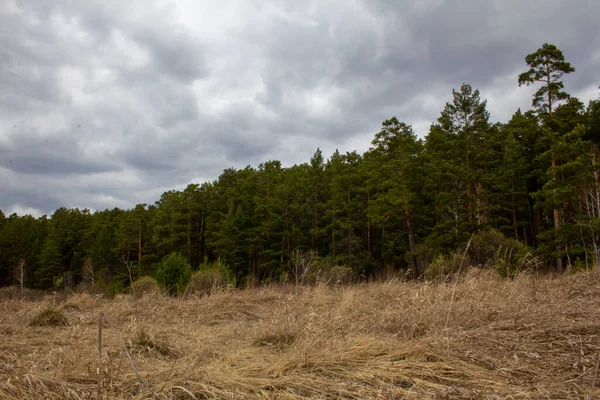 Mur Forestier Sous Ciel Sombre Champ Forêt Arrière Plan Sous — Photo