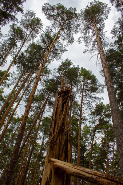 Windbreak - a tree broken by a strong wind. Strong wind broke a tree trunk in a pine forest