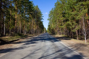 Ağaçların arasında düz bir yol. Rusya 'nın Kurgan bölgesinde yolun bir bölümü