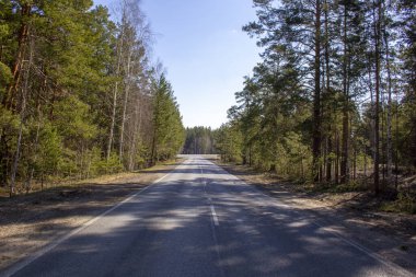 Ağaçların arasında düz bir yol. Rusya 'nın Kurgan bölgesinde yolun bir bölümü