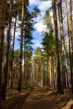 Güneşli ormandan geçen yol. Bahar ormanı boyunca güzel bir yol.