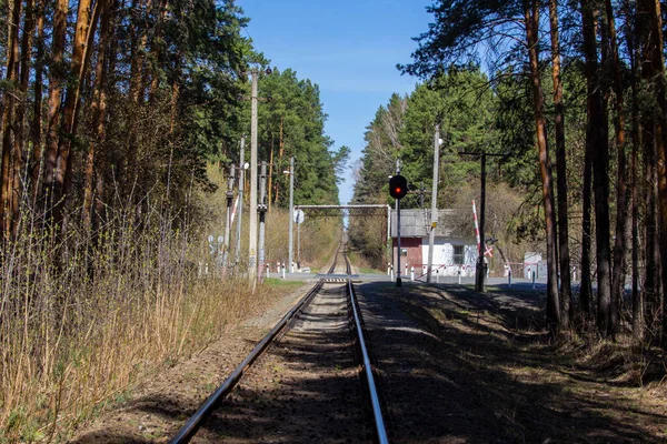 Branche Ferroviaire Dans Forêt Ligne Chemin Fer Abandonnée Fond Forêt — Photo