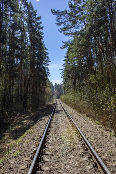 Järnvägsavdelning Skogen Övergiven Järnvägslinje Djupt Inne Skogen Torra Blad Sliprar — Stockfoto