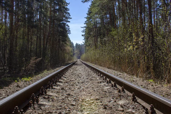 Ormandaki Demiryolu Kolu Ormanın Derinliklerinde Terk Edilmiş Demiryolu Hattı Uykuda — Stok fotoğraf