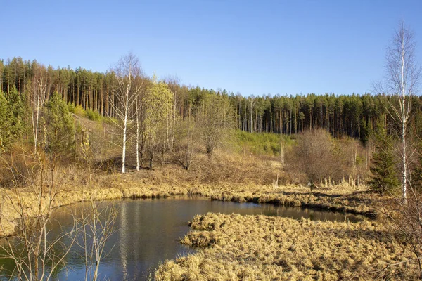 Piękno Wielkiej Kariery Uralu Sosny Rosną Kamieniołomach Skalistego Kamieniołomu Kopalniach — Zdjęcie stockowe