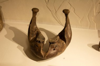 Bir mamutun çenesi. Sibirya 'da arkeologlar tarafından bulunan mamut çene