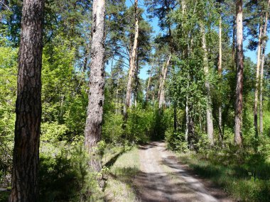 Yaz Ural manzarası. Yeşil ağaçlar ve çimenler, mavi gökyüzü ve Ural ormanında bir yürüyüş.