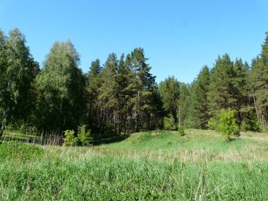 Yaz Ural manzarası. Yeşil ağaçlar ve çimenler, mavi gökyüzü ve Ural ormanında bir yürüyüş.