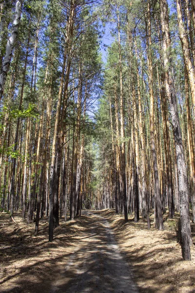 Summer Ural Landscape Green Trees Grass Blue Sky Walk Ural — Stock Photo, Image