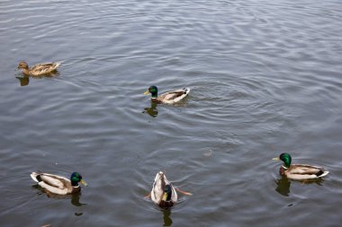 Ördekler suda yüzer. Sıcak mevsimde ördekler gölete yerleşti.