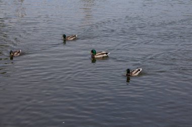 Ördekler suda yüzer. Sıcak mevsimde ördekler gölete yerleşti.