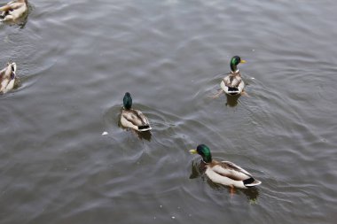 Ördekler suda yüzer. Sıcak mevsimde ördekler gölete yerleşti.