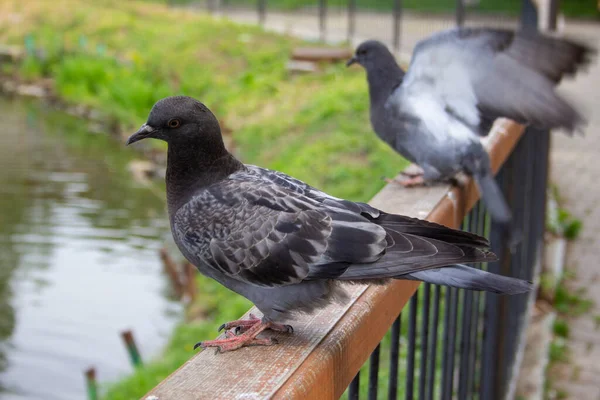 Pigeons City Doves Sit Fence Pond Park — Stock Photo, Image