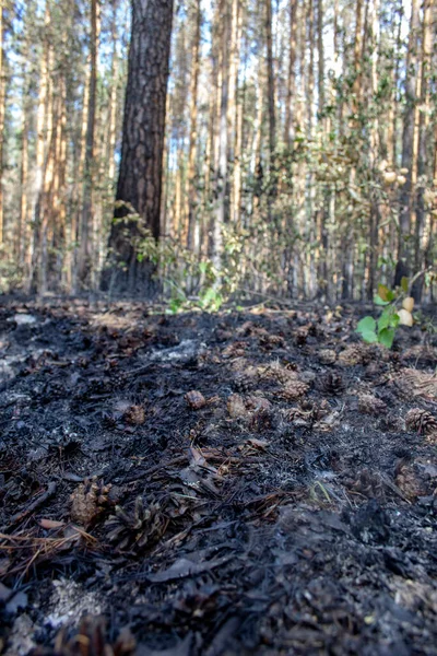 Les Conséquences Incendie Dans Forêt Herbe Brûlée Aiguilles Fumée Cendres — Photo