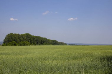 Sıcak yaz mevsiminde Rusya 'nın enginliği. Rusya 'nın güzelliklerinin yol manzaraları.