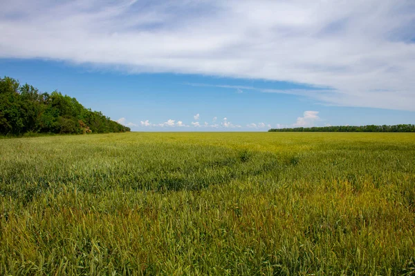 Sommarfält Den Blå Himlen Lugnt Landskap Landsbygden — Stockfoto