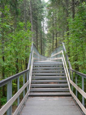 Parkta yürümek için modern yollar ve merdivenler. Khanty-Mansiysk 'teki Chugas doğa rezervlerinde yeni yürüyüş yolları