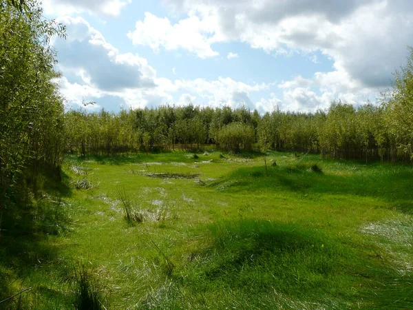 Zomer Landschap Met Kreupelhout Zomer Siberisch Landschap Met Weelderig Gras — Stockfoto