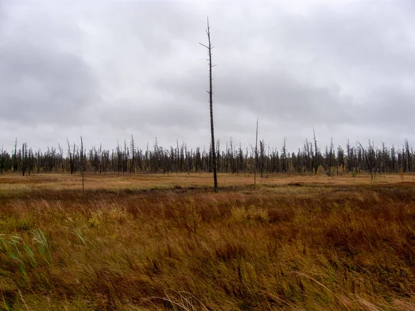 Arbre Sec Dans Taïga Morte Des Arbres Nus Morts Dressent — Photo