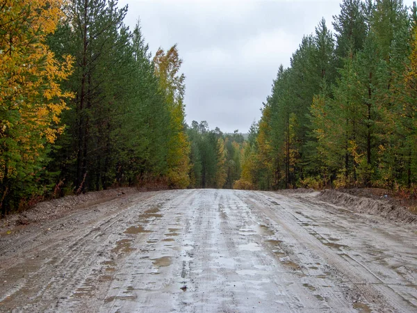 Autumn road in Siberia. A dirt road leads through the autumn forest in rainy weather.