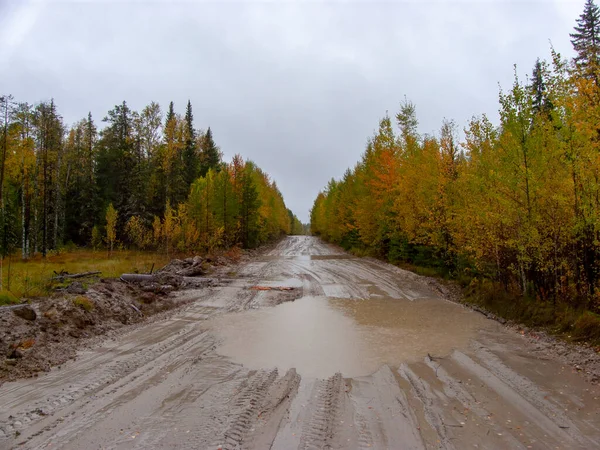 Autumn road in Siberia. A dirt road leads through the autumn forest in rainy weather.